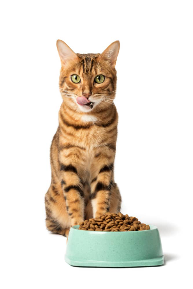 meilleure-alimentation-pour-chats-002.jpg
