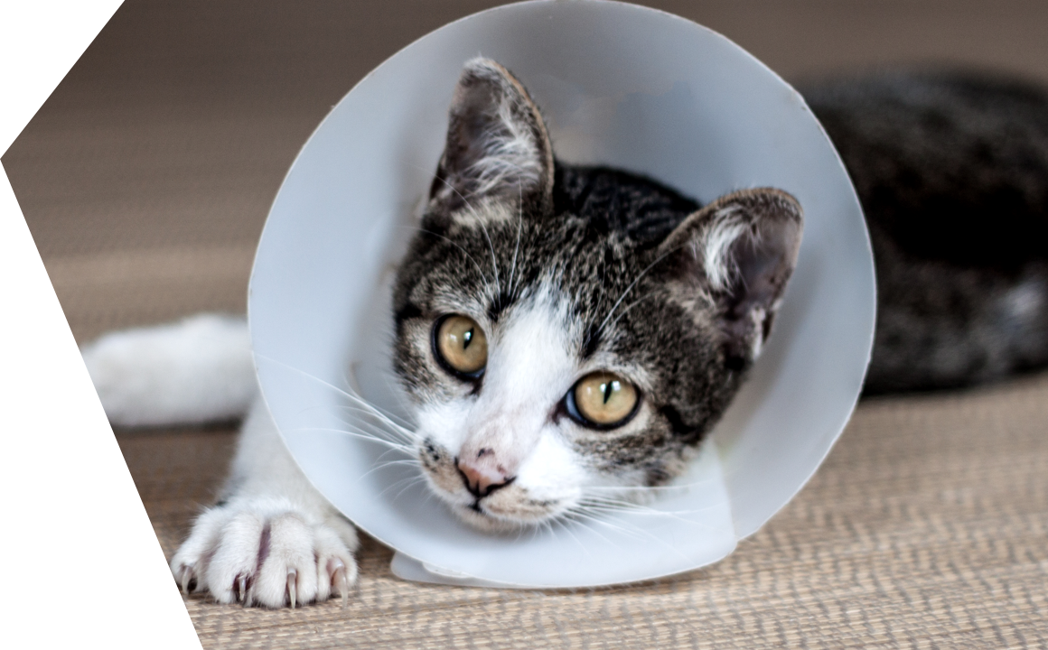 HOW TO BEHAVE IN EMERGENCIES