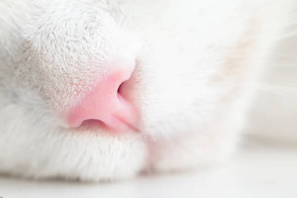 Mi gato respira fuerte: causas, s&iacute;ntomas y cu&aacute;ndo preocuparse