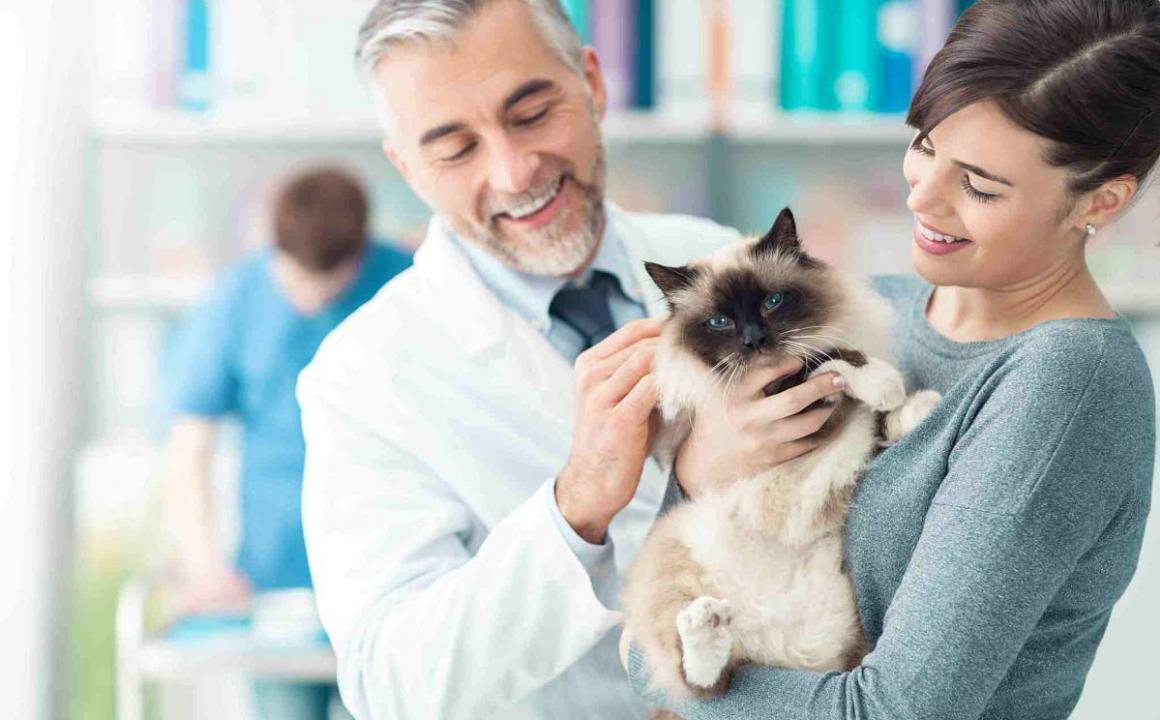 Diarrh&eacute;e chez le chat : causes et recommandations
