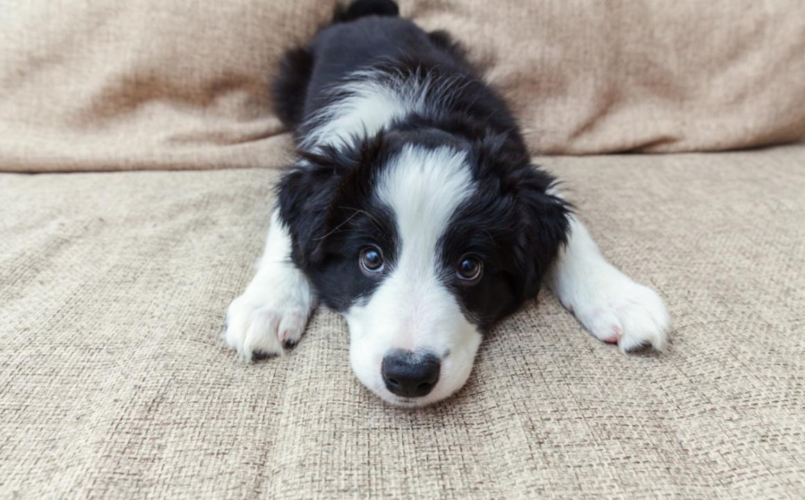 Cistite nei cani: cause e rimedi