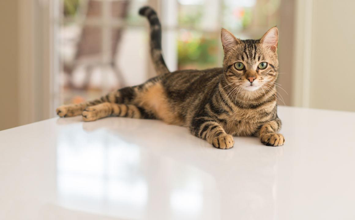 Pourquoi j&rsquo;ai un chat qui remue la queue ?