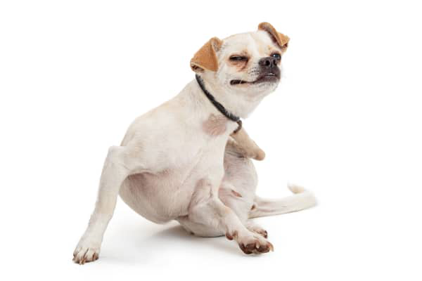 Mi perro se rasca mucho: causas y soluciones