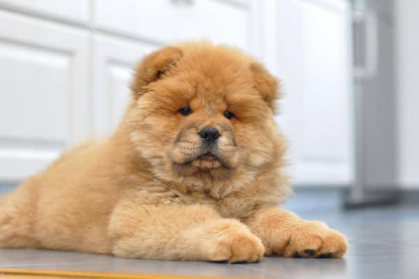 C&acirc;inele chow chow