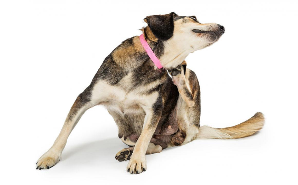 Come prevenire e trattare le malattie della pelle del cane