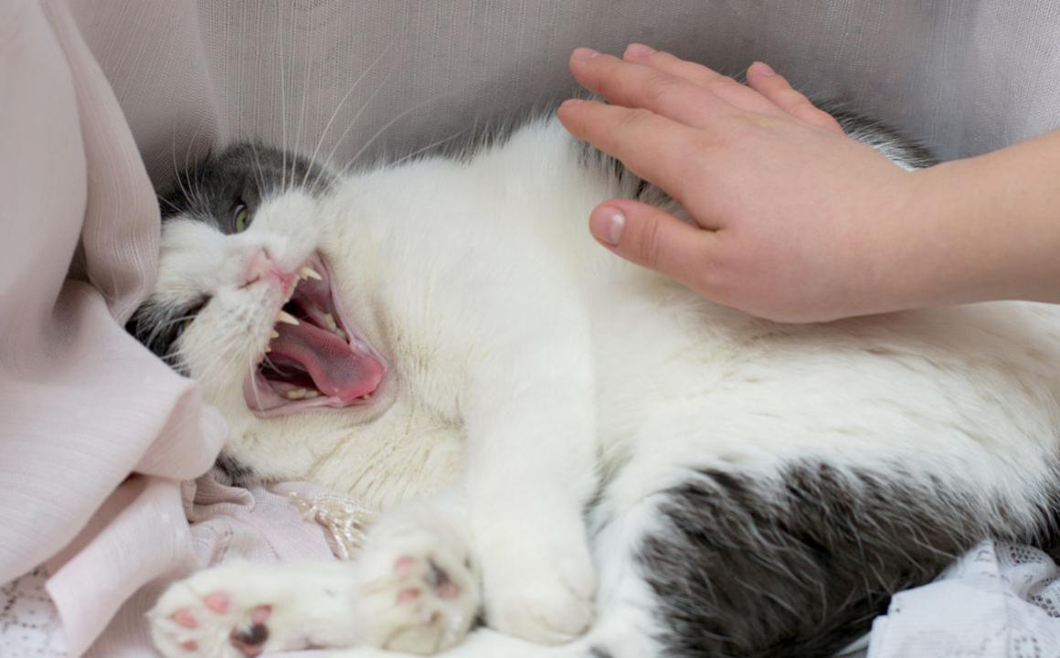 Chat agressif : types de r&eacute;activit&eacute; et conseils