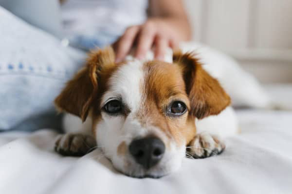 Tutto quello che c'&egrave; da sapere sui coccidi nel cane