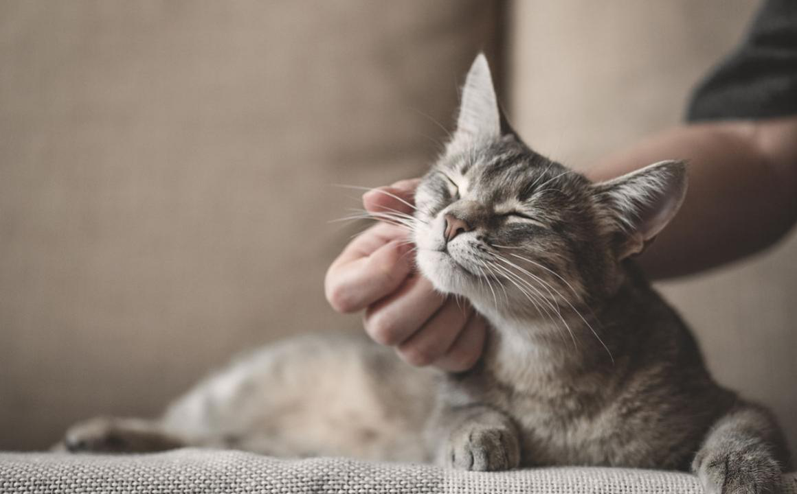 S&iacute;ntomas y tratamiento del asma en gatos