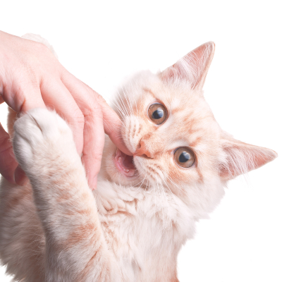 &iquest;C&oacute;mo ense&ntilde;ar a un gato a no morder a su due&ntilde;o?