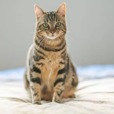 BİR KEDİ NE ZAMAN YETİŞKİN SAYILIR VE YETİŞKİN KEDİYE NASIL BAKILIR?