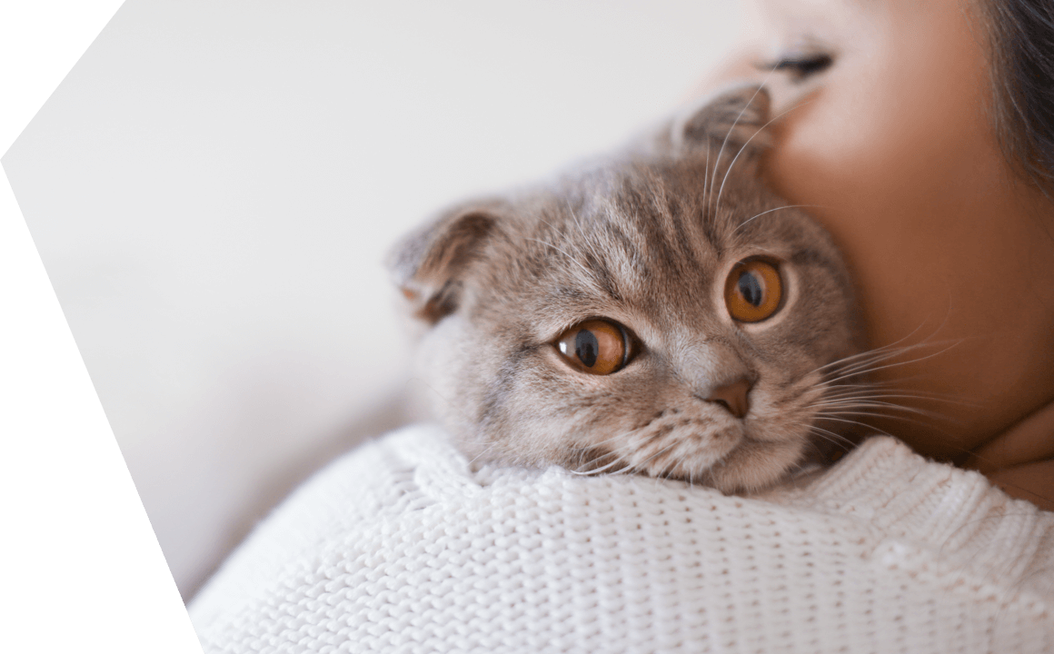 Cura del gatto malato