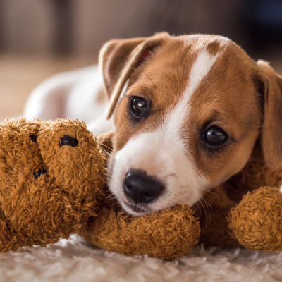 Vacinas para cachorros: tudo o que precisa saber