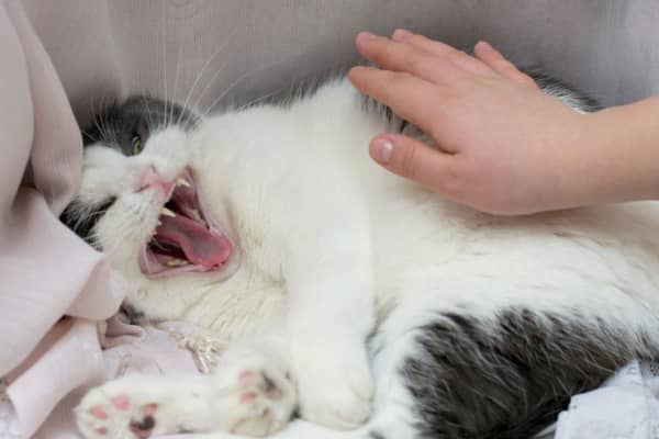 BİR KEDİ NEDEN SAHİBİNE KARŞI SALDIRGANLAŞIR?