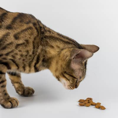 Gu&iacute;a breve para calcular la cantidad de alimento adecuada para los gatos