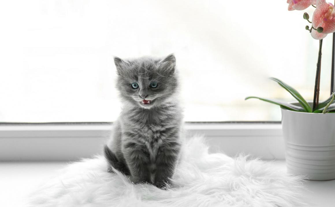 Claves para entender el lenguaje de los gatos