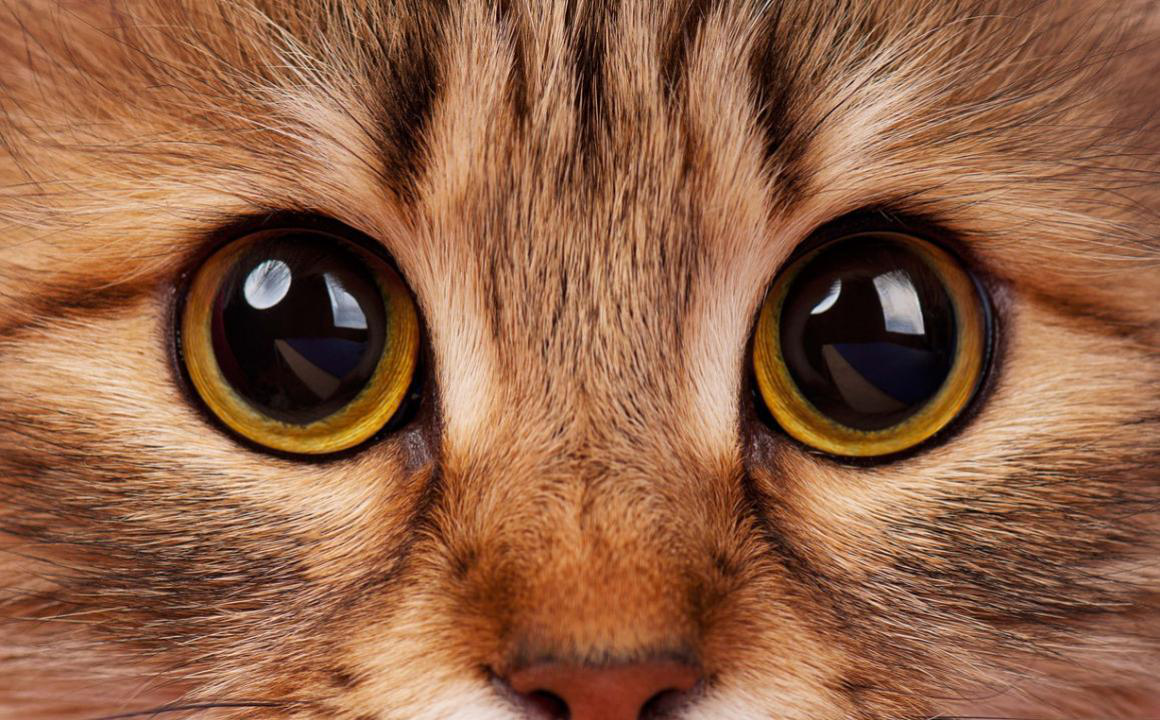 PUPILLES DILAT&Eacute;ES CHEZ LE CHAT : CAUSES ET TRAITEMENT