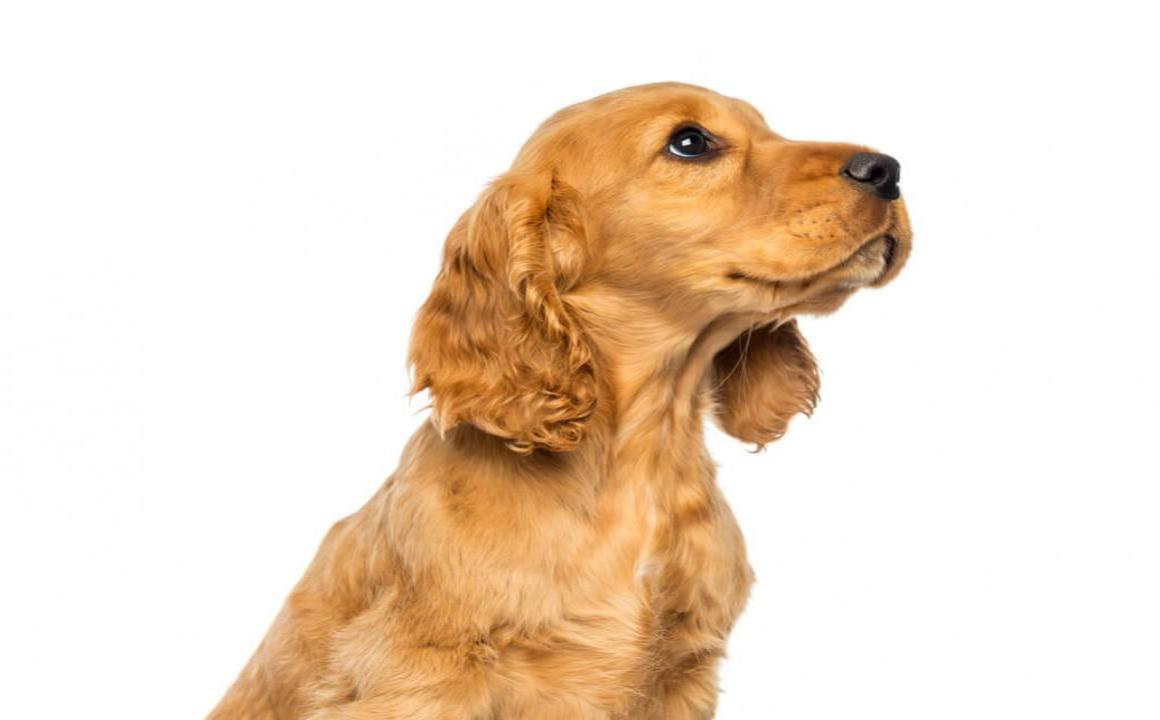 Come insegnare al cucciolo a non mordere: 4 trucchi di addestramento