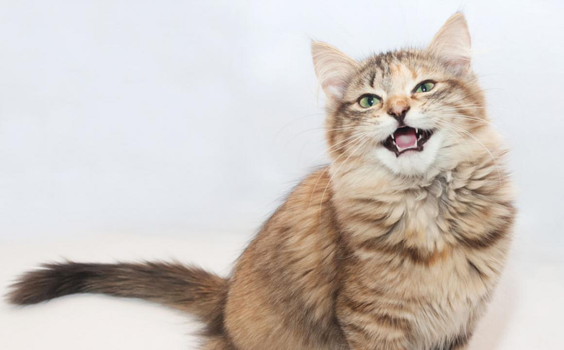 Perch&eacute; il mio gatto miagola sempre?