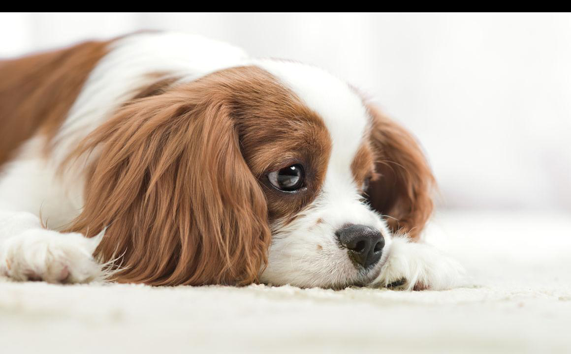 COSA DARE AL CANE QUANDO VOMITA?