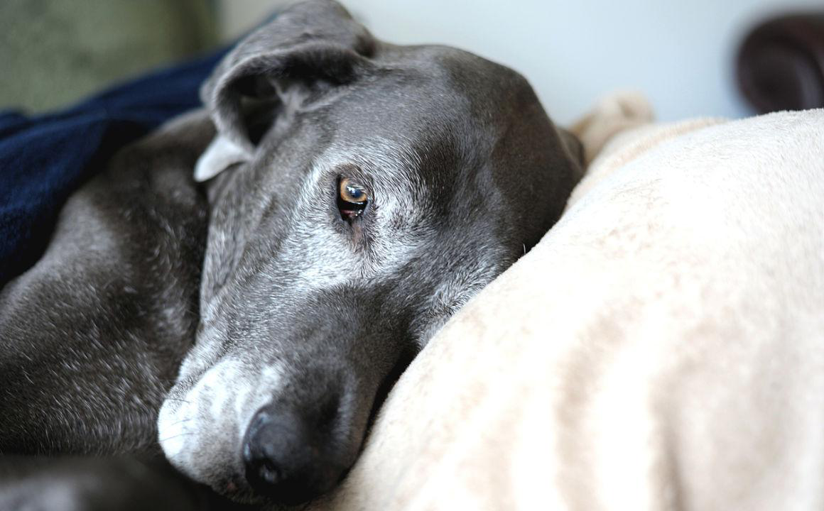Cane anziano: cure specifiche
