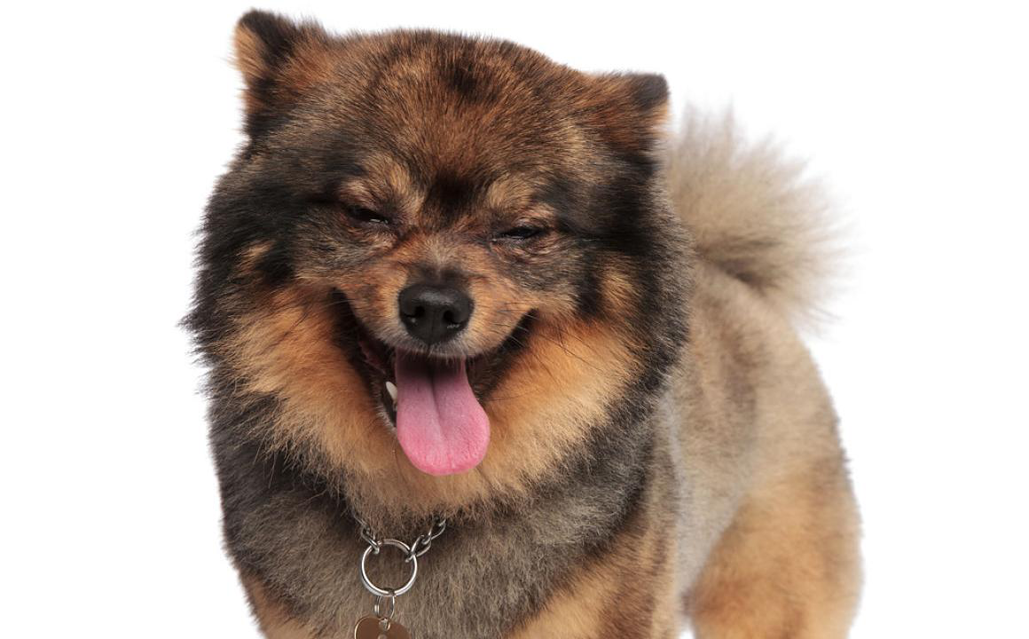 Mon chien &eacute;ternue : sympt&ocirc;mes en fonction de la cause