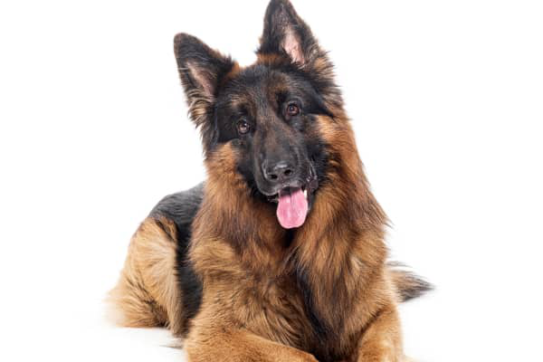 Dermatitis at&oacute;pica en perros: cu&aacute;les son las razas m&aacute;s afectadas y c&oacute;mo manejarla