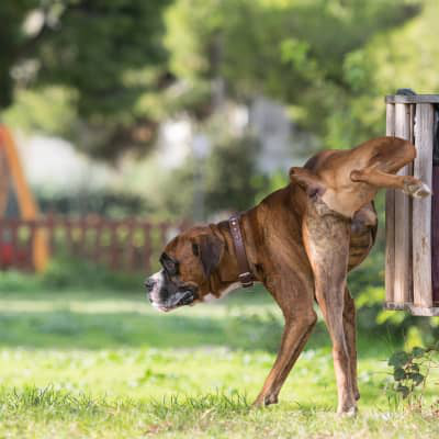 IL MIO CANE NON URINA DA 24 ORE