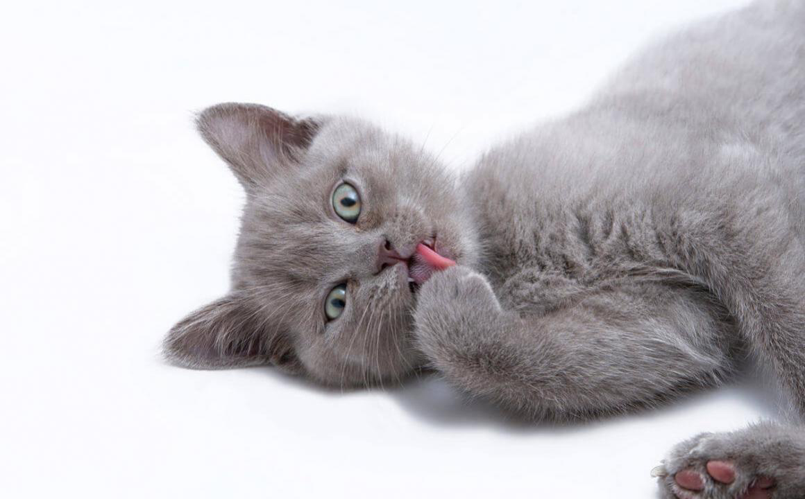 Palle di pelo gatto: l'erba gatta funziona?