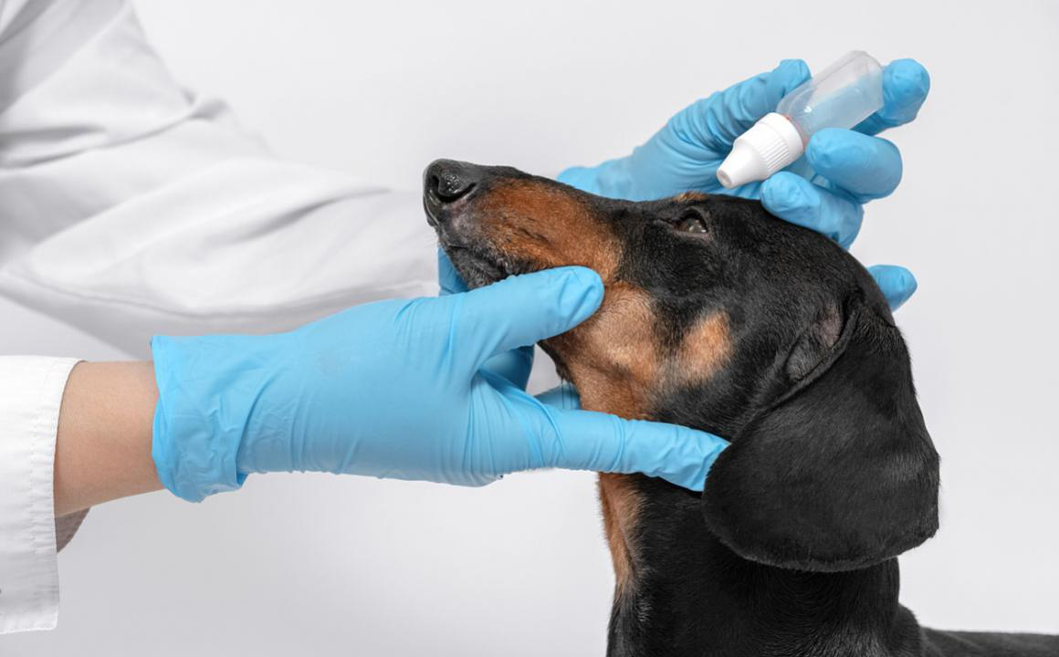 La conjuntivitis de tu perro: causas y tratamiento