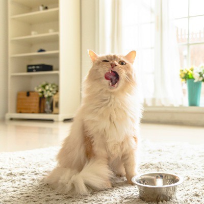 &iquest;C&oacute;mo mezclar comida h&uacute;meda con pienso?