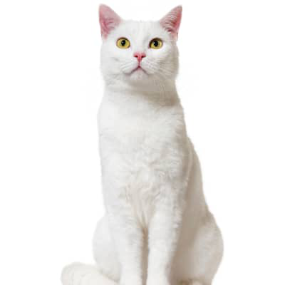 Estre&ntilde;imiento en gatos: causas, s&iacute;ntomas y qu&eacute; puedo darle