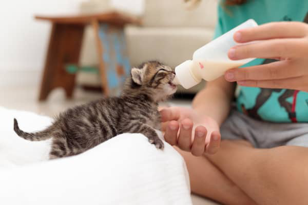 IL GATTO PU&Ograve; BERE IL LATTE? &Egrave; UNA BUONA SCELTA ALIMENTARE?