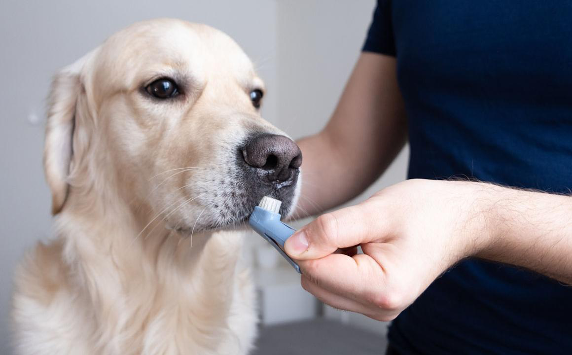 C&oacute;mo detectar y prevenir las caries en perros