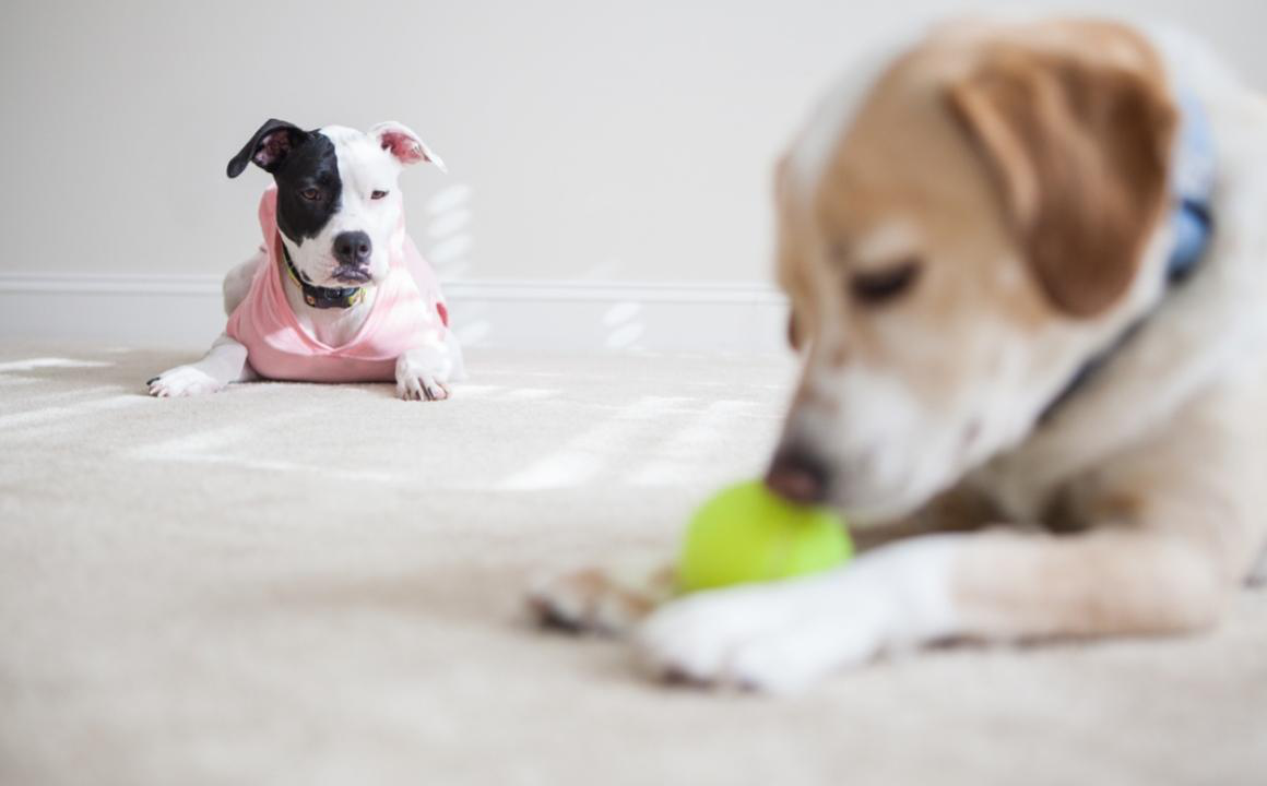 Come gestire la gelosia nei cani?