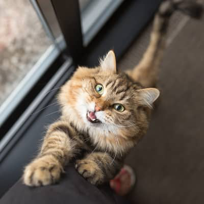 60 meanings for 60 different meows