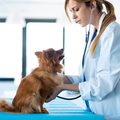 Tutto quello che c'&egrave; da sapere sui probiotici per il tuo cane