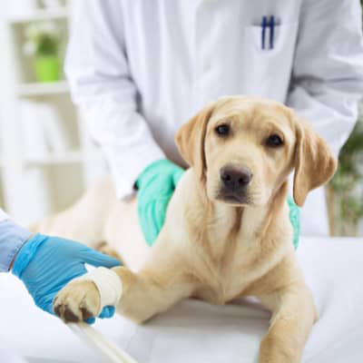 Quels sont les meilleurs antidouleurs pour les chiens ?