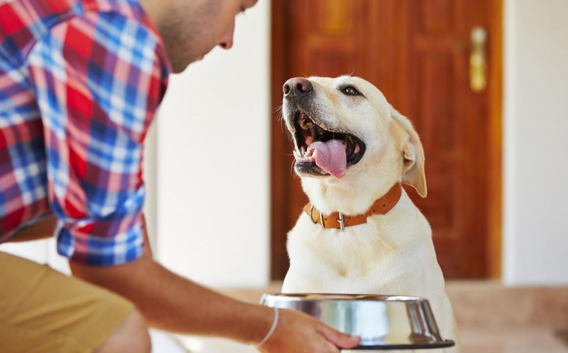 &iquest;Hay pienso bueno para mi perro?