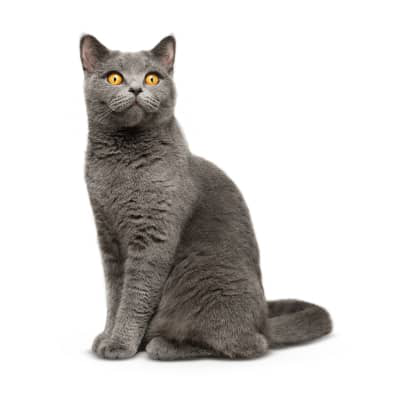 Tosse em gatos: tipos, causas e conselhos