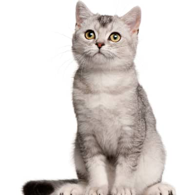 Mi gata esterilizada se orina en todas partes, &iquest;por qu&eacute;?