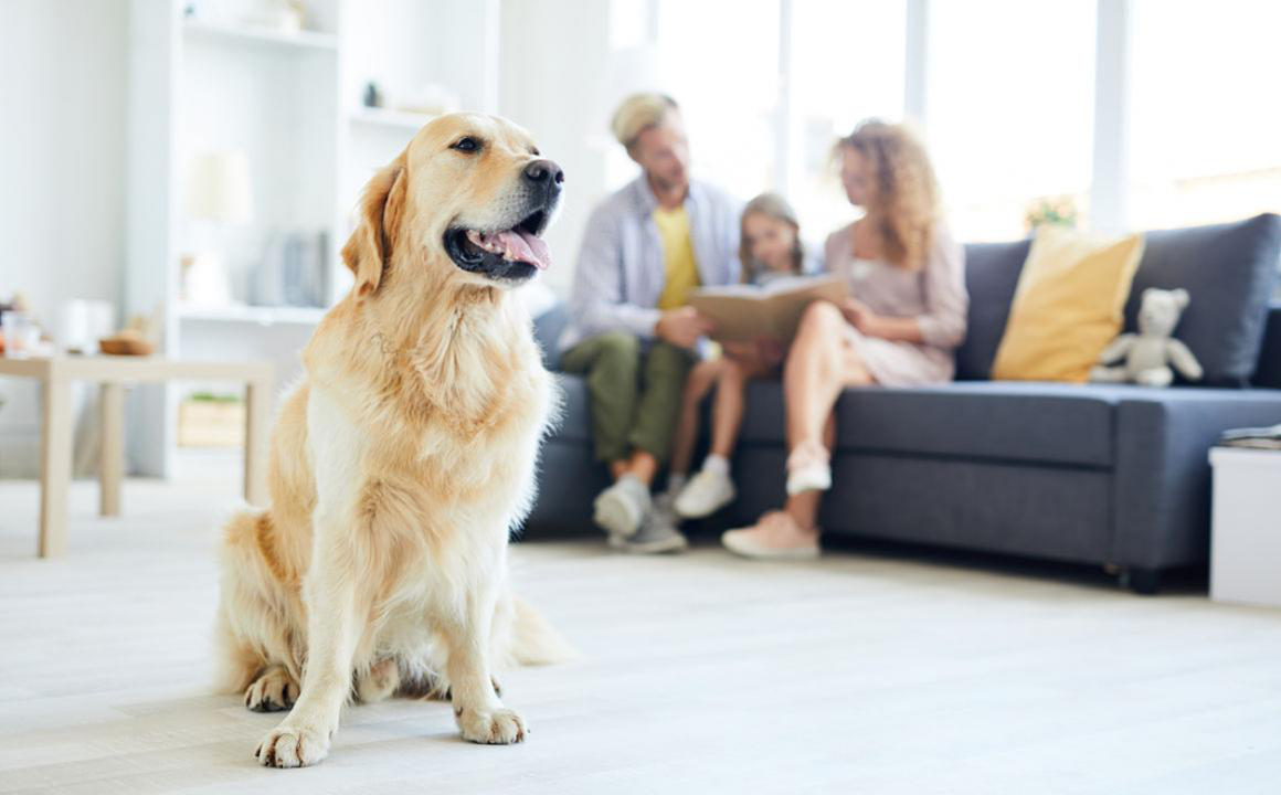 Mi perro ladra mucho, &iquest;qu&eacute; puedo hacer?