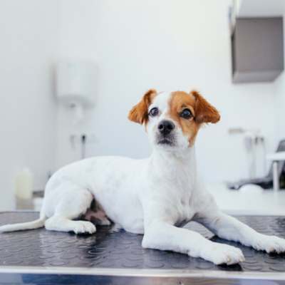 &iquest;Qu&eacute; enfermedades afectan a la vejiga del perro?