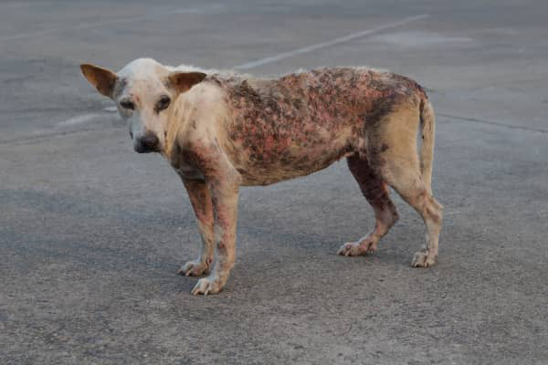 LA ROGNA DEMODETTICA NEL CANE E NEL GATTO: DIAGNOSI E CURA DELLA ROGNA ROSSA