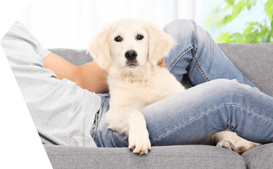 El cachorro Golden Retriever. Caacter&iacute;sticas