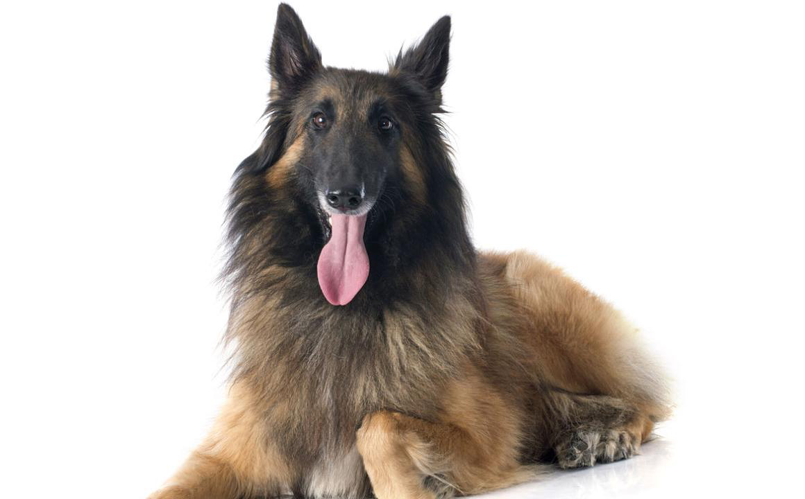 BEĻĢU AITU SUNS TERVĪRENS