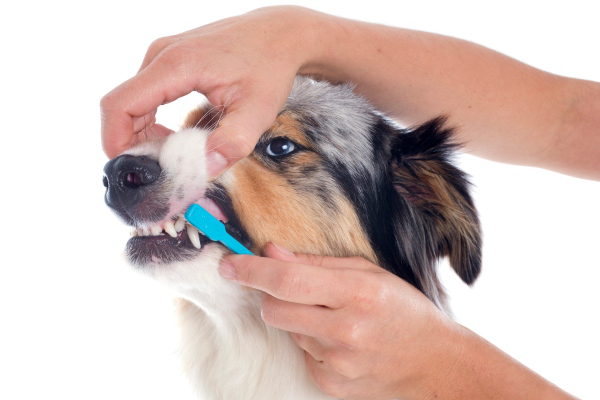 IL TARTARO NEL CANE: UN PROBLEMA COMUNE