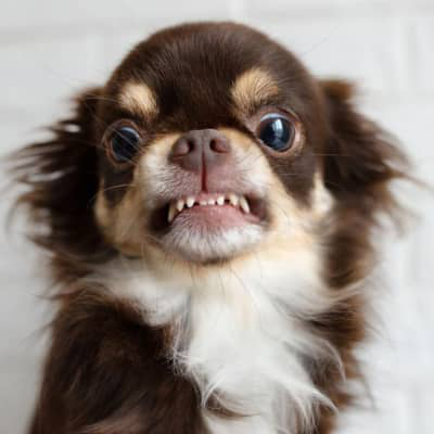 K&Ouml;PEĞİM BANA HIRLIYOR. NE YAPMALIYIM?