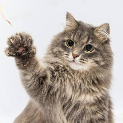 Desungulaci&oacute;n en gatos: &iquest;Es legal? Alternativas y cuidados
