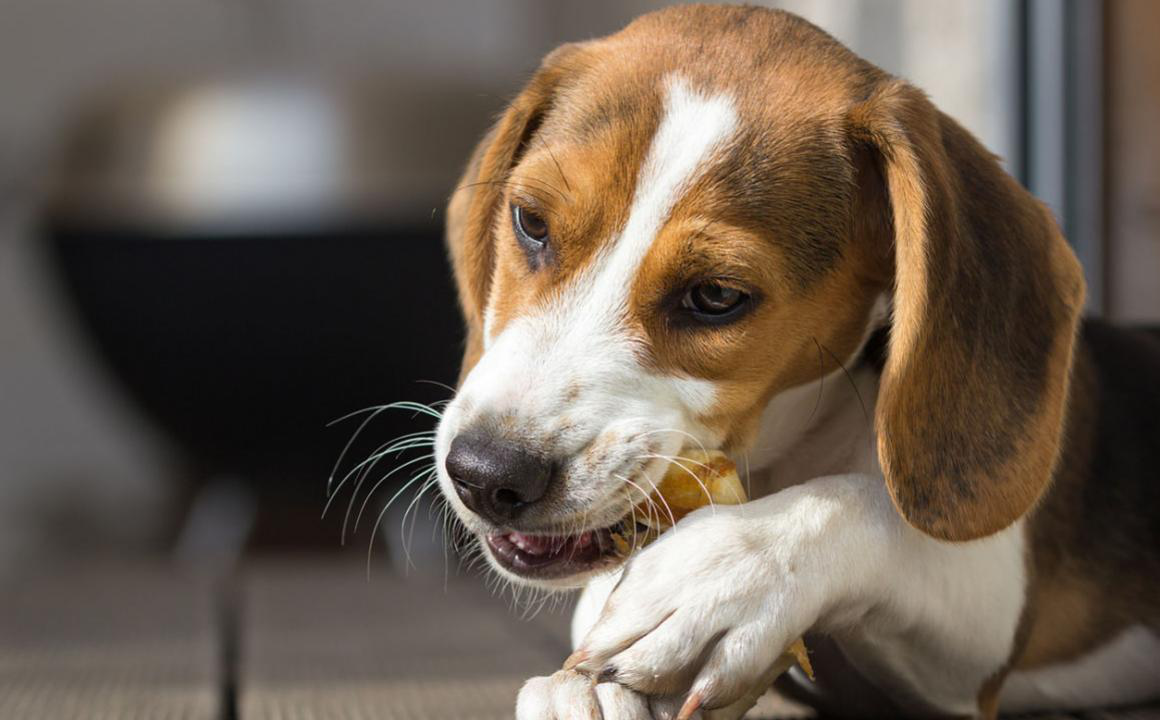 Snacks para perros: qu&eacute; son y para qu&eacute; sirven