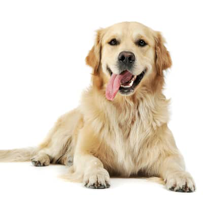 &iquest;Qu&eacute; hacer si mi perro tiene colitis?